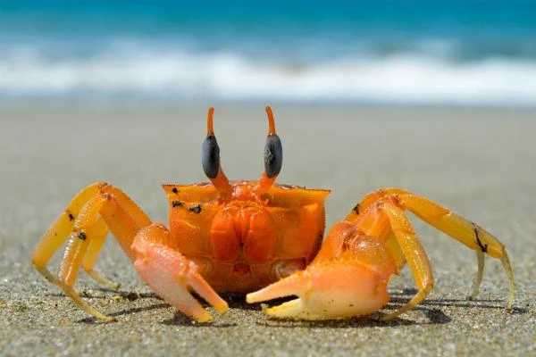 Invertebrates