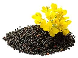 Rape or Colza Seeds