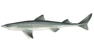 Shark fins
