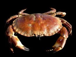 Crab