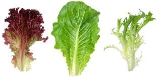 Lettuce and Chicory
