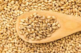Barley