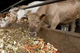 Food industry residues & animal feed