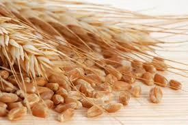 Wheat Bran