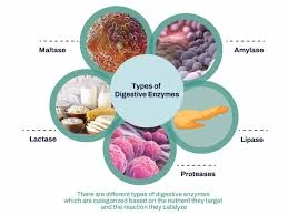 Other enzymes