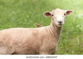 Sheep/Lamb Skins (No Wool)