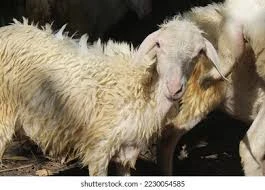 In the wet state (sheep/lamb)