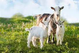 Of goats or kids (wet state)
