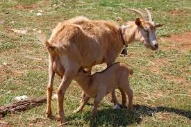 Of goats or kids (dry state)