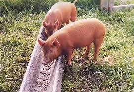 Of swine (wet state)