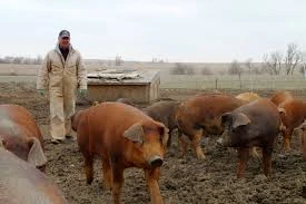 Of swine (dry state)