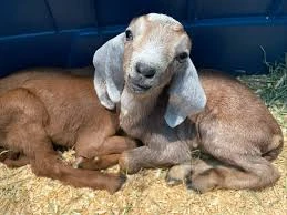Of goats or kids (further prepared)