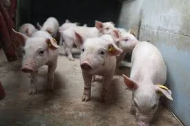 Of swine (further prepared)
