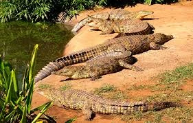 Of reptiles (further prepared)