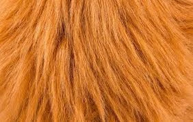 Raw Animal Hair