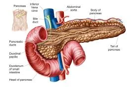 Organo-therapeutic glands & organs