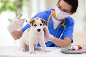 Veterinary vaccines