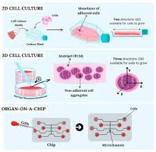 Other cell cultures