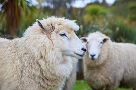 Of wool or fine animal hair