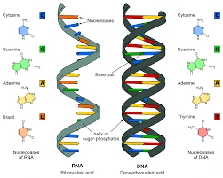 Nucleic acids & salts