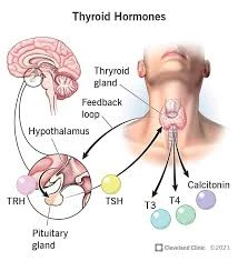 Hormones