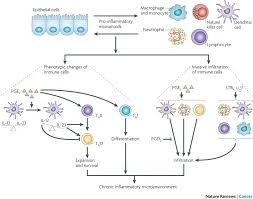 Prostaglandins & leukotrienes